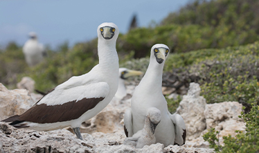 Silversea - Africa & Indian Ocean