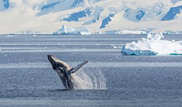 Viking Expeditions - Antarctica