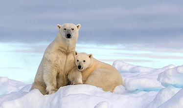 Viking Expeditions - Arctic