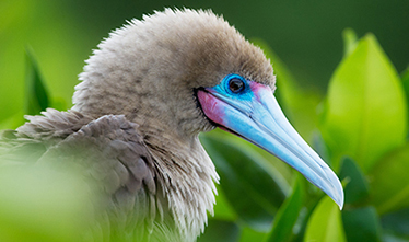 Viking Expeditions - Galapagos Islands