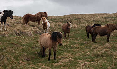 Hurtigruten Expeditions - Iceland