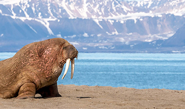 Hurtigruten Expeditions - Svalbard
