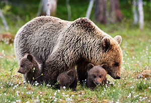 Alaska Cruise Tours