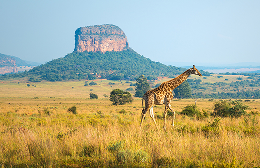 Africa Cruises