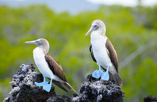 Galapagos Cruises