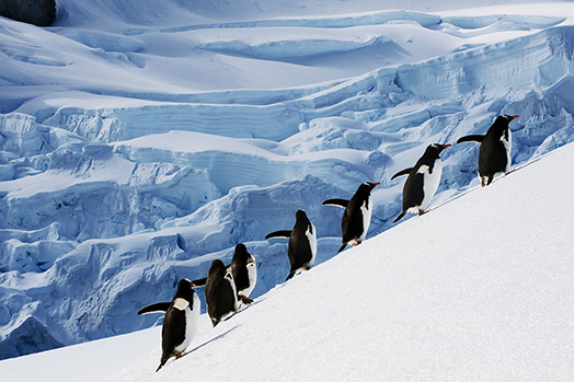 Antarctica Cruises