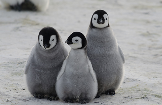 Expedition Cruises