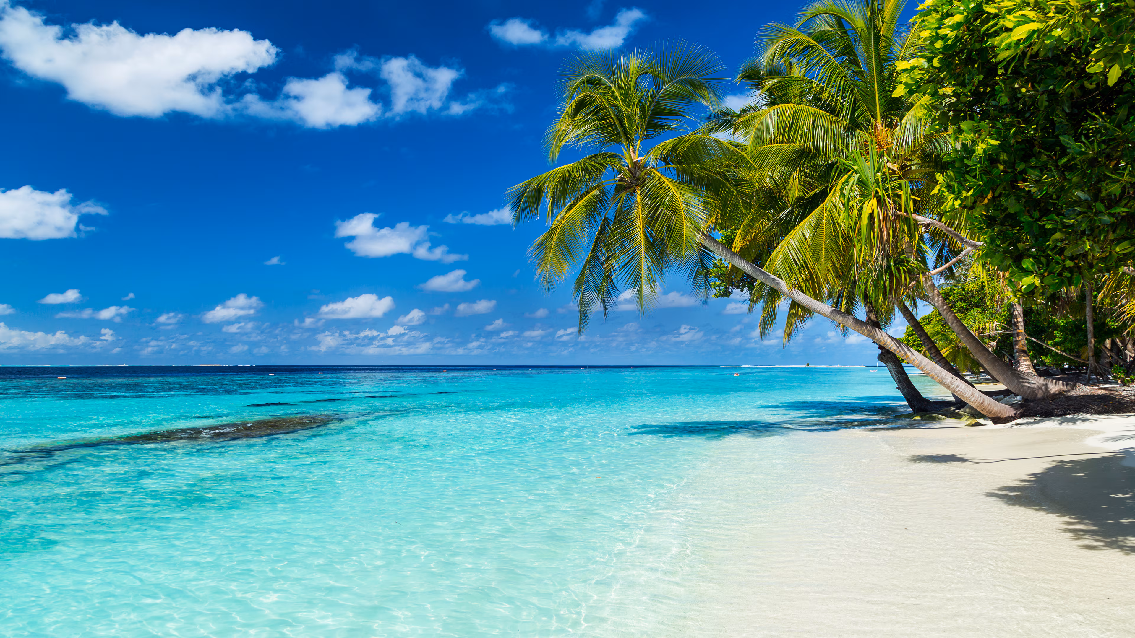 Caribbean Cruises